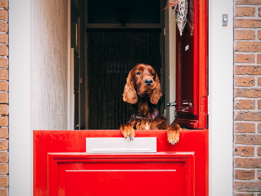 How to Stop Your Escape-Artist Dog From Making a Getaway