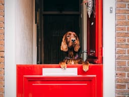 How to Stop Your Escape-Artist Dog From Making a Getaway