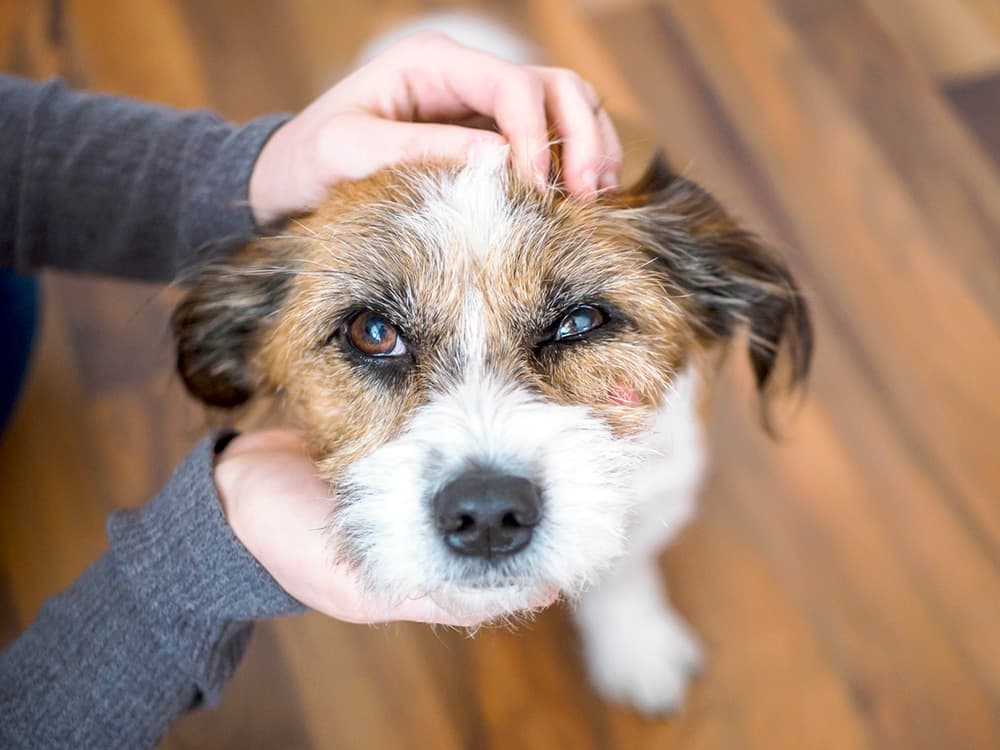 person petting dog