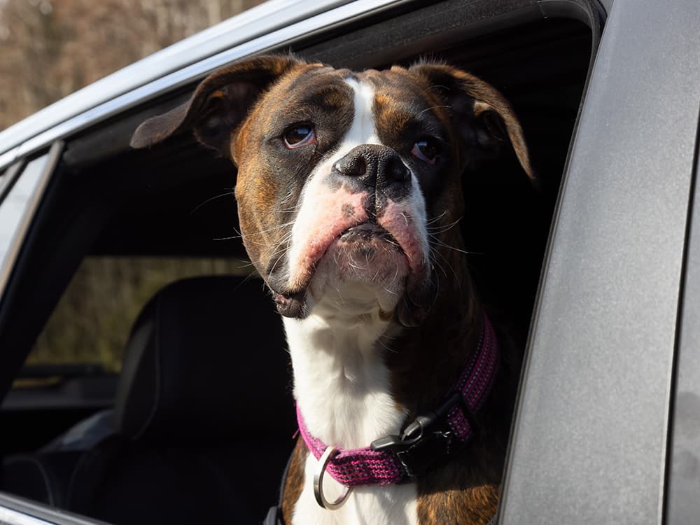 Do You Have to Pay to Rehome a Boxer?