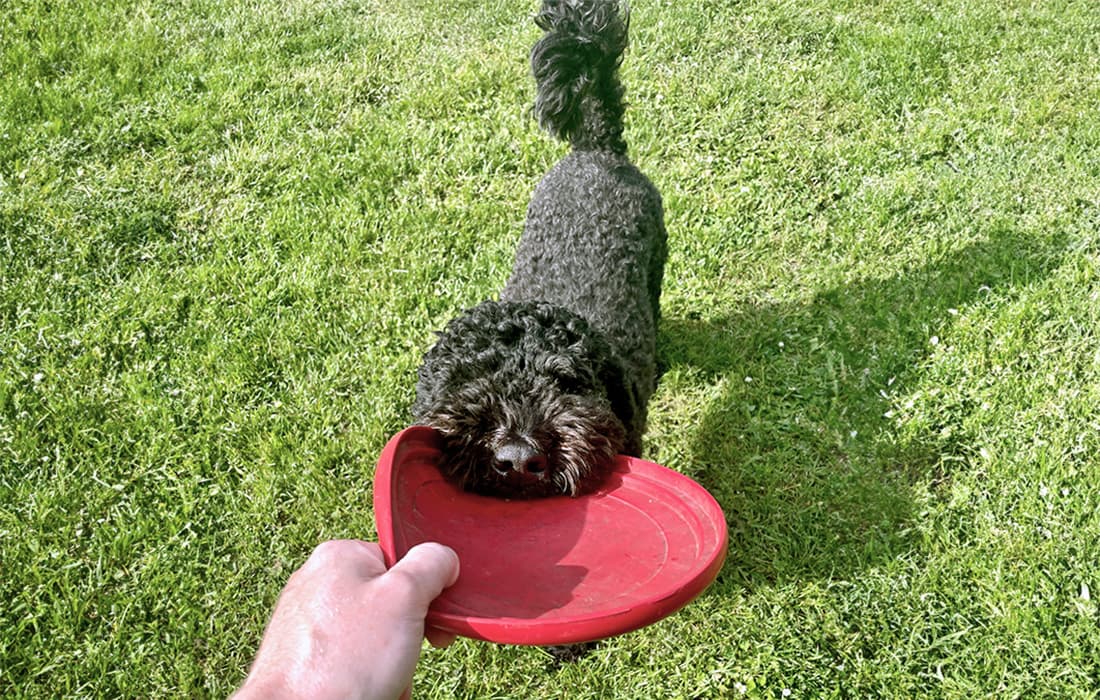 Wheaten Terrier and Poodle mixed breed dog.