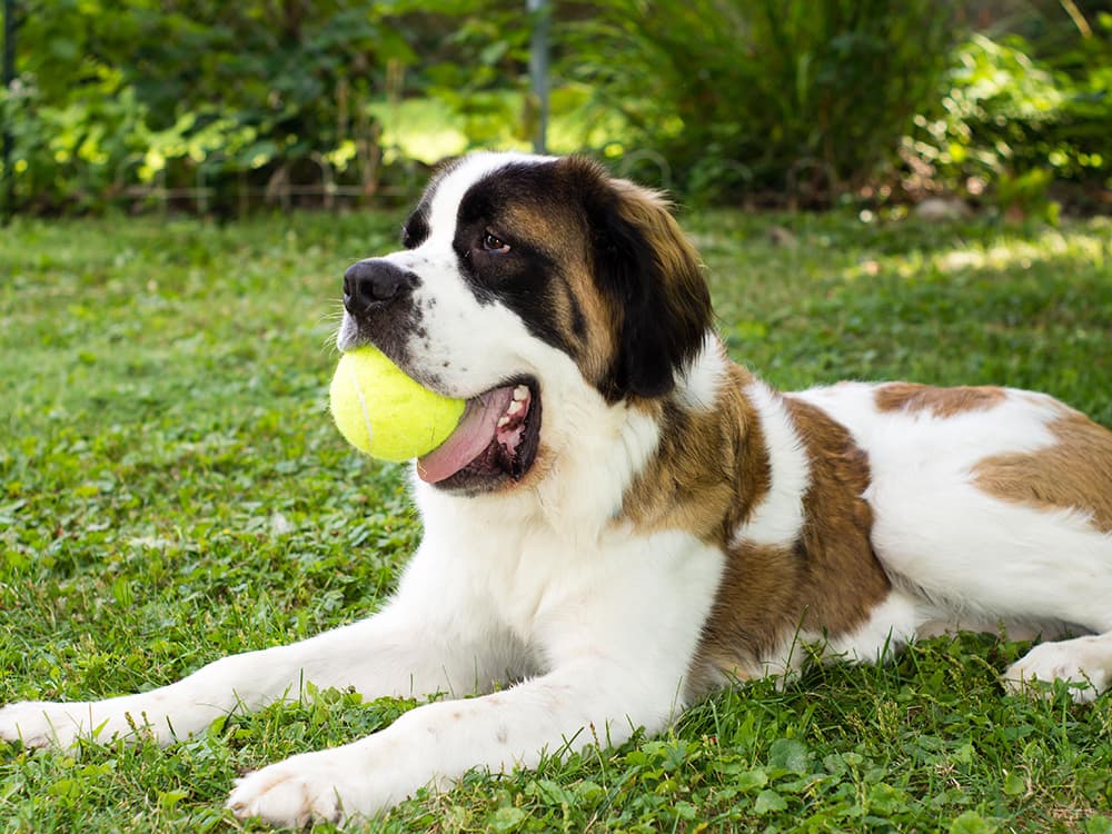 Saint Bernard