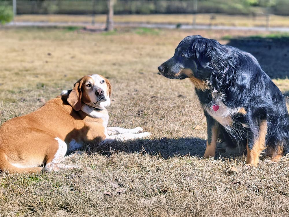 Why Does My Neutered Pup Hate Unfixed Dogs?