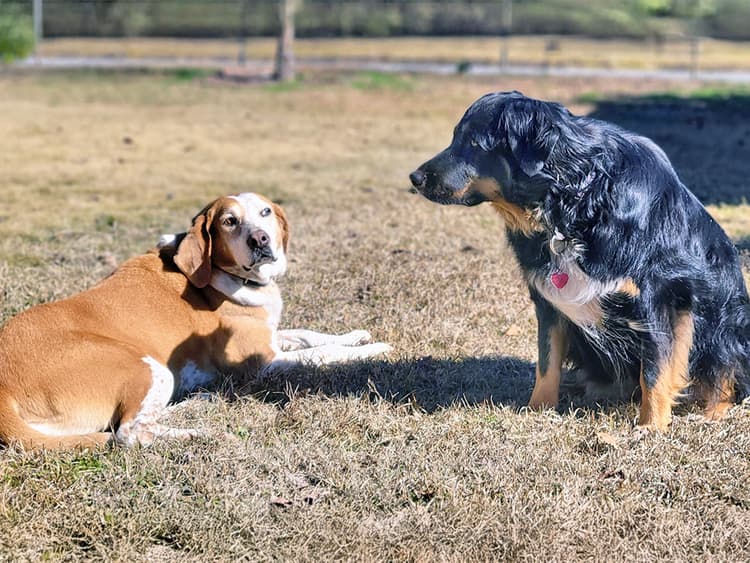 Why Does My Neutered Pup Hate Unfixed Dogs?