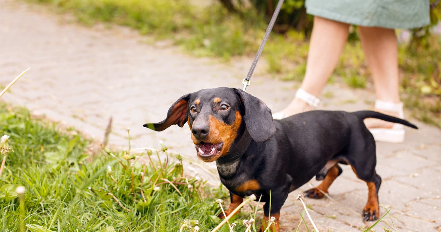 Why Does Your Dog Bark at You? Understanding Canine Communication