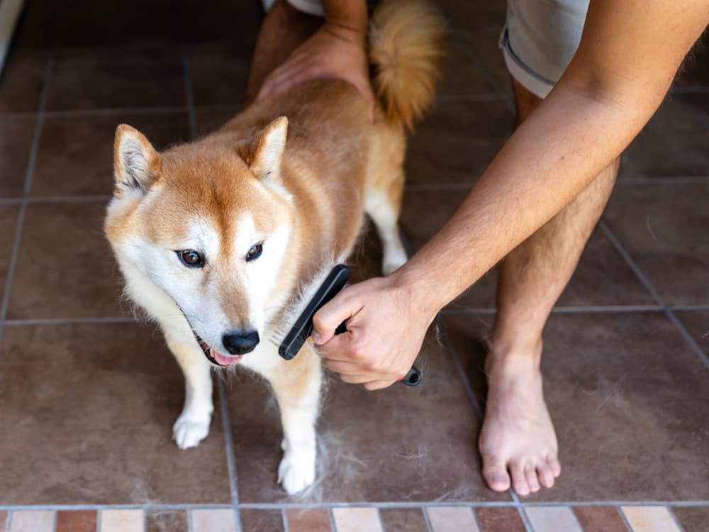 Man Brushing Dog At Home