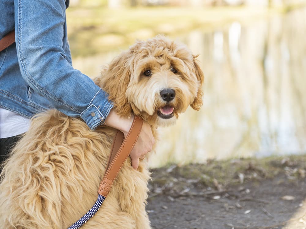 From Goldendoodles to Puggles — the Truth About “Designer Dogs”