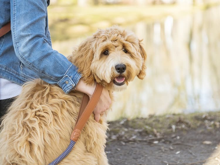 From Goldendoodles to Puggles — the Truth About “Designer Dogs”