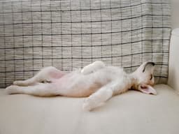 Is Your Puppy Sleeping Enough?