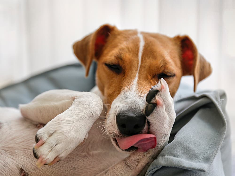 Everything You Need to Know About Lick Granulomas