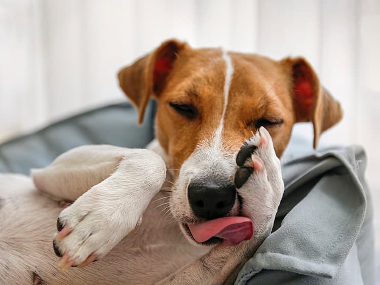 Everything You Need to Know About Lick Granulomas