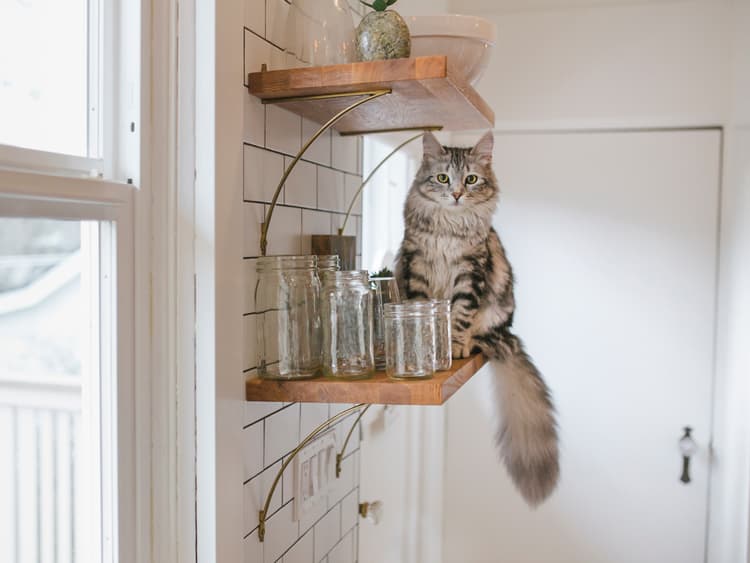 Why Do Cats Knock Things Over?