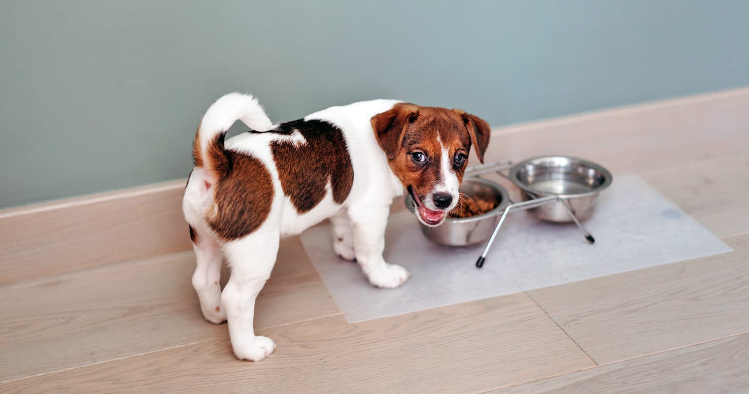 How to Tell If Your Puppy Is Underweight—and What to Do