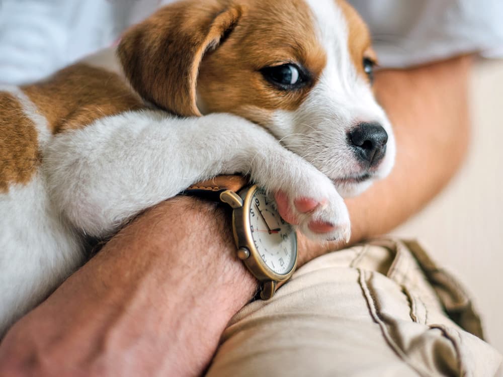 How Do Dogs Know What Time It Is? Their Internal Clocks, Explained