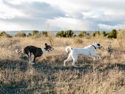Don’t Worry, But Dogs Can Get Cancer From Sniffing Other Dogs’ Nether-Regions