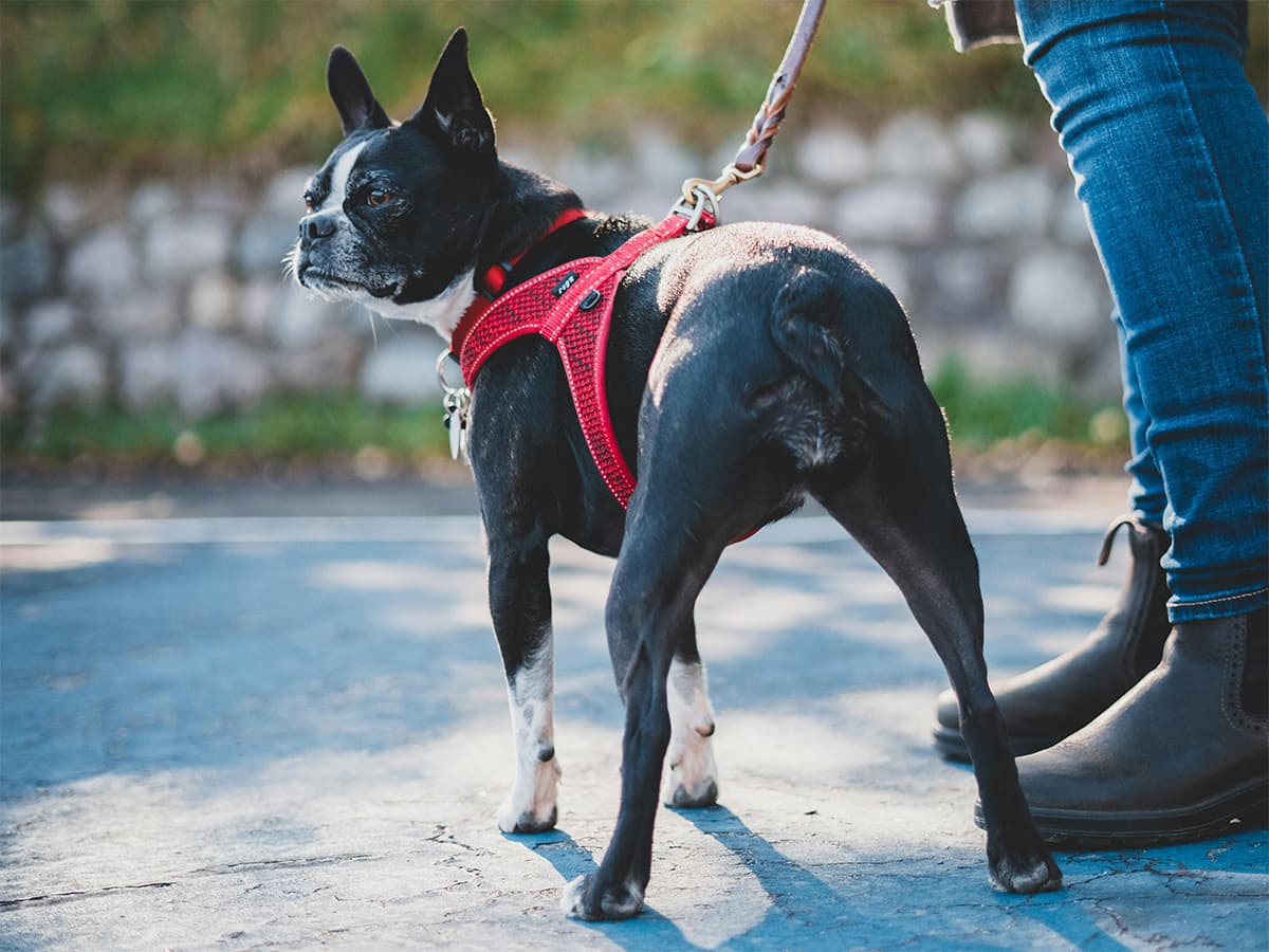 Boston terrier dog on leash