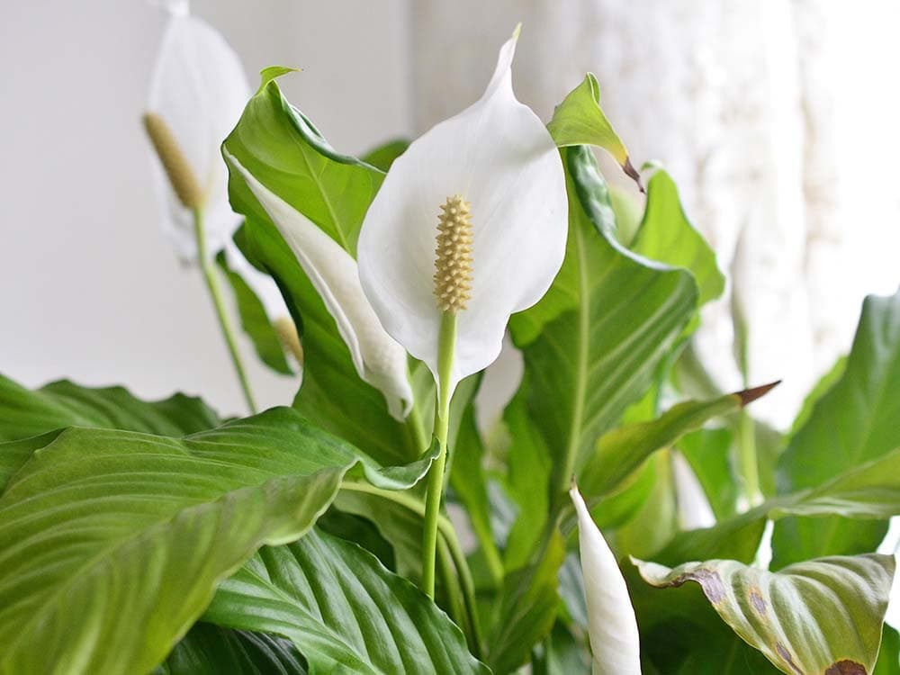 Peace lilies