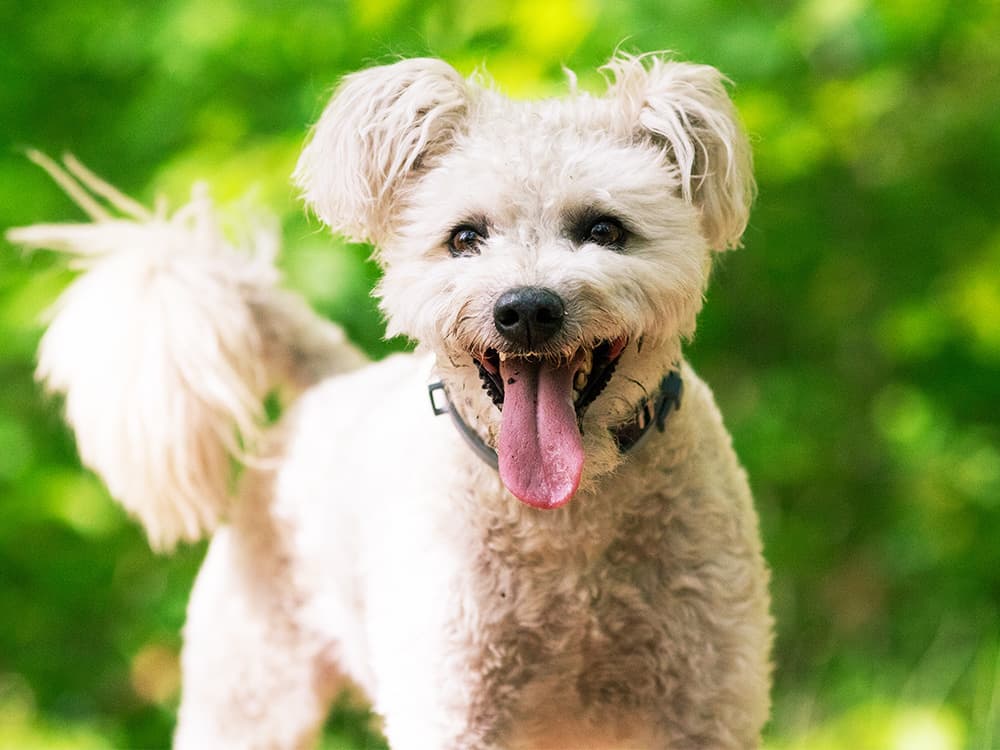 cute little pumi dog enjoying the outdoors