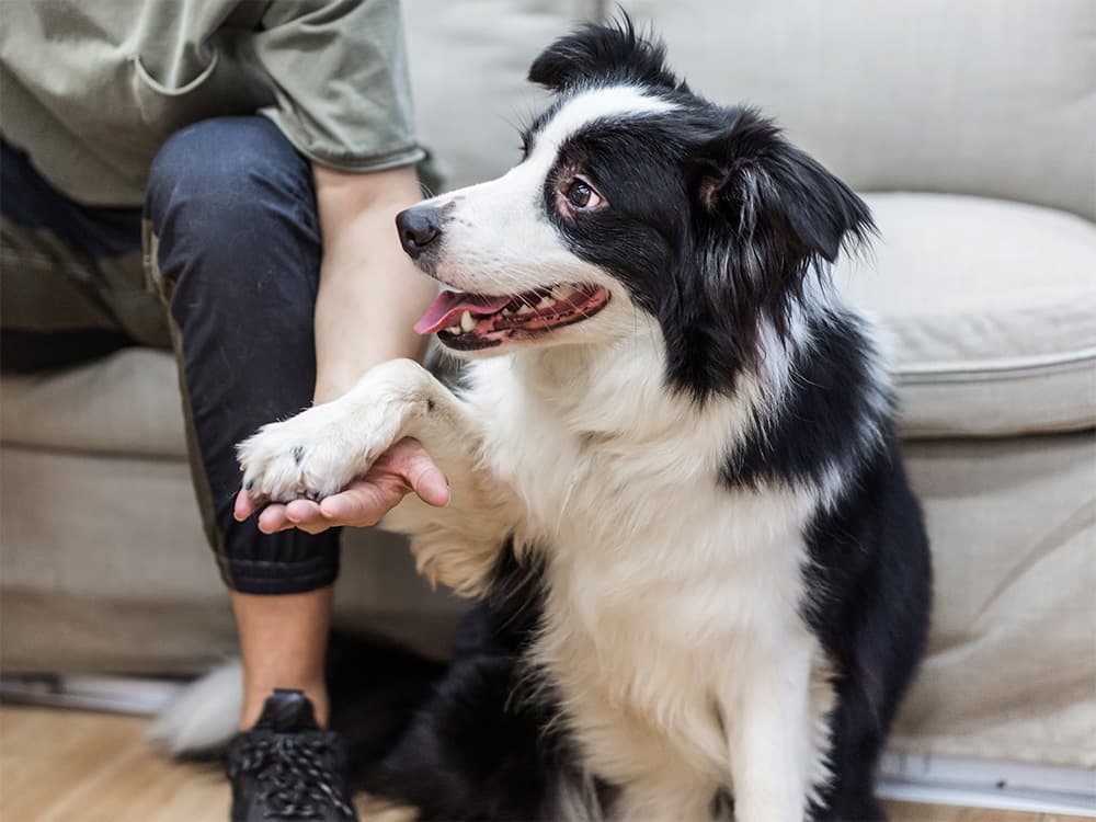border collie