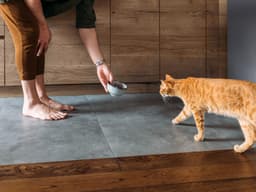 Why Is My Cat Not Eating? Causes, Symptoms, and Treatment