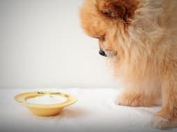 Are Probiotics Actually Something Your Dog Needs?