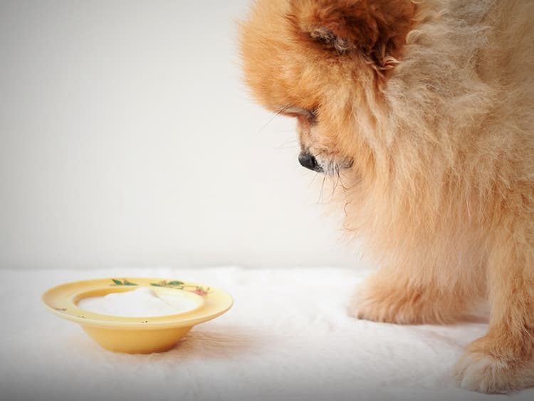 Are Probiotics Actually Something Your Dog Needs?