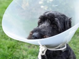 Everything You Need to Know About Spaying and Neutering Your Dog