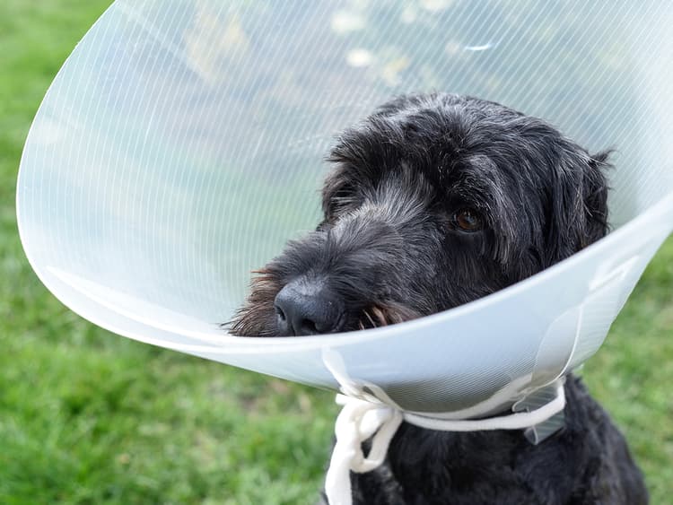Everything You Need to Know About Spaying and Neutering Your Dog