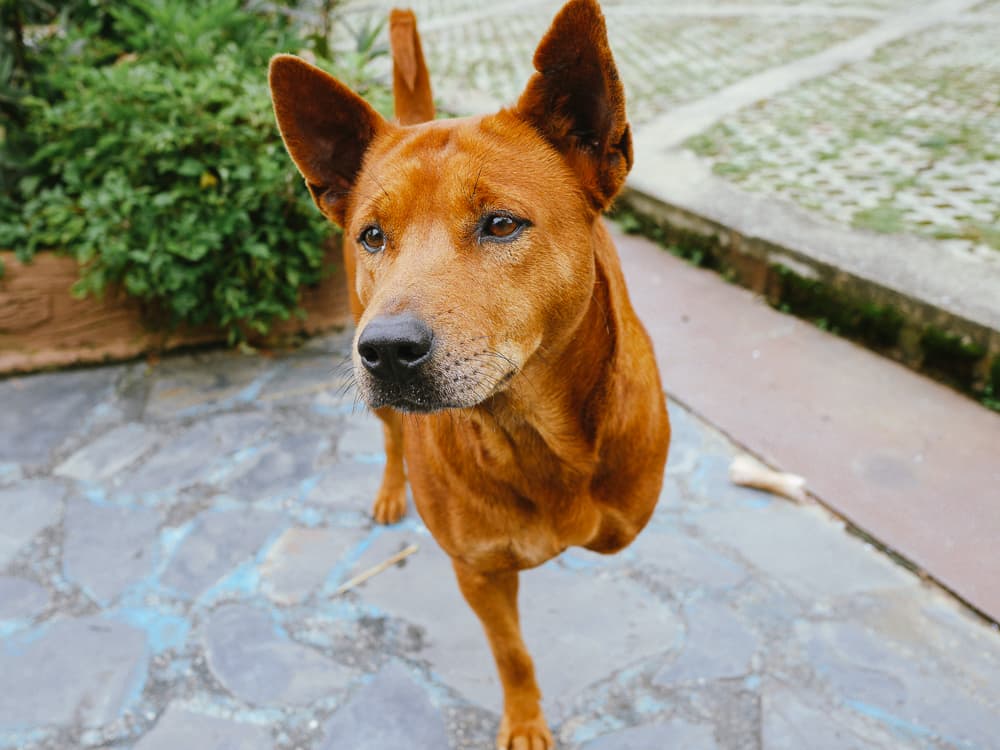 Why You Should Adopt a “Less Adoptable” Dog
