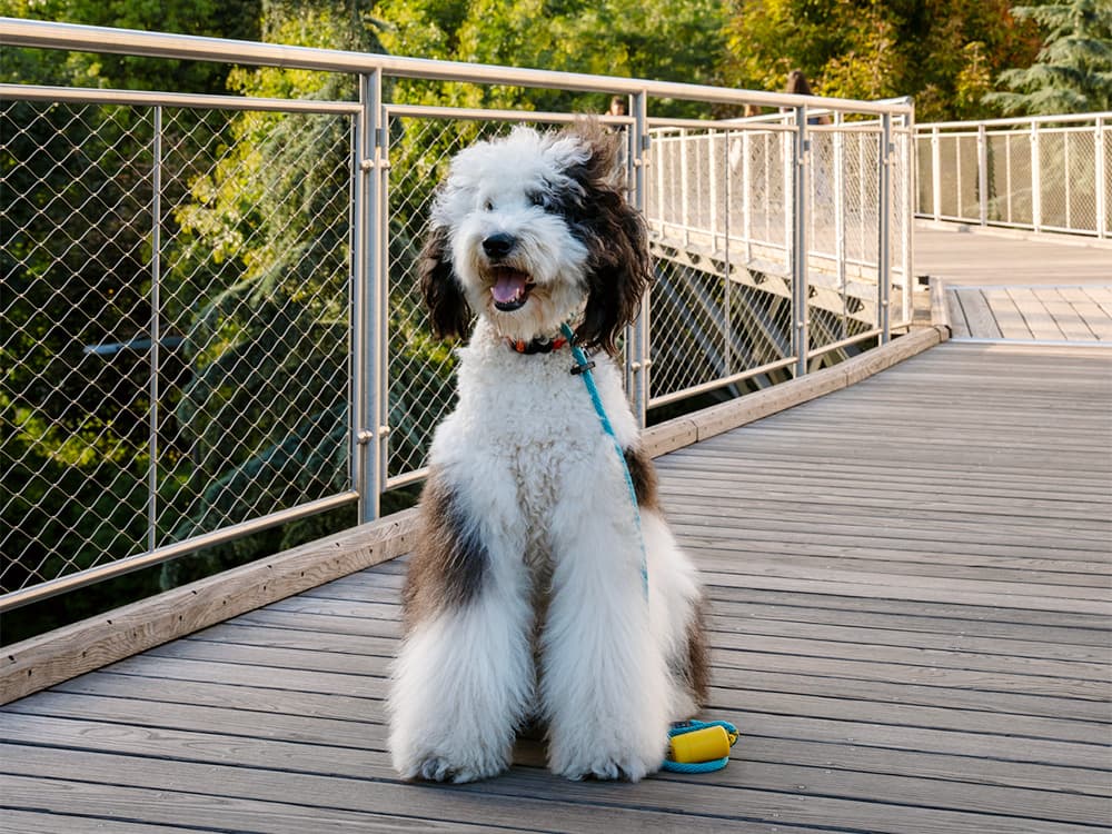 Sheepadoodle sitting on deck