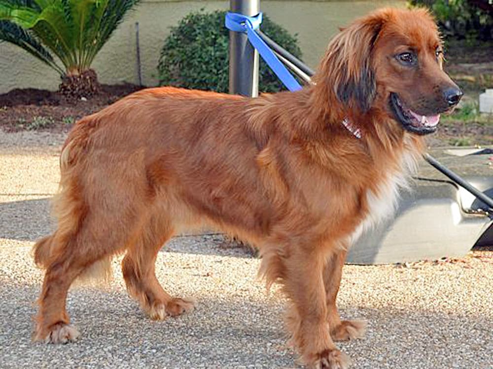 irish setter lab mix