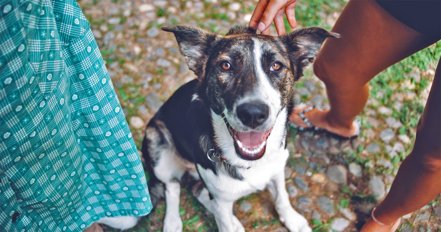 How to Adopt a Dog From a Shelter