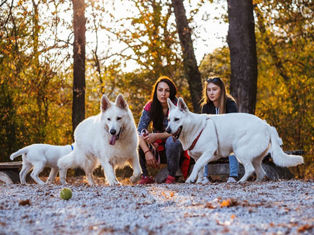 13 Common Dog Behavior Myths Overheard at Dog Parks