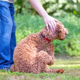 3 Reasons Why Your Dog Is Itching So Much