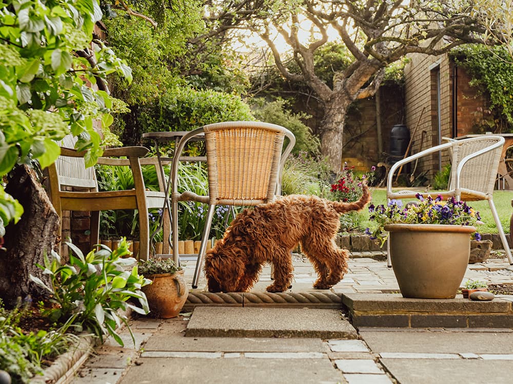 Bromethalin Toxicity in Dogs