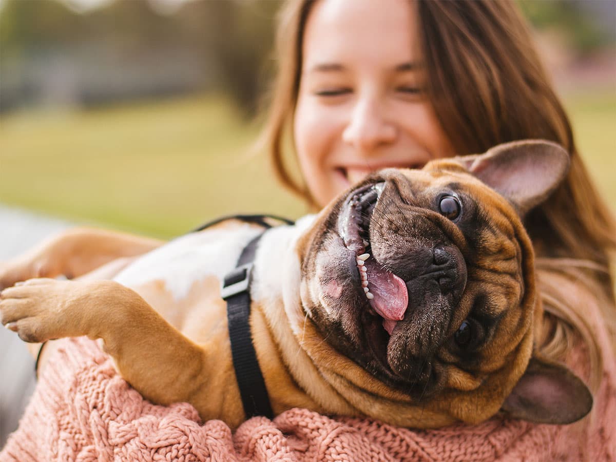 Person holding french bulldog