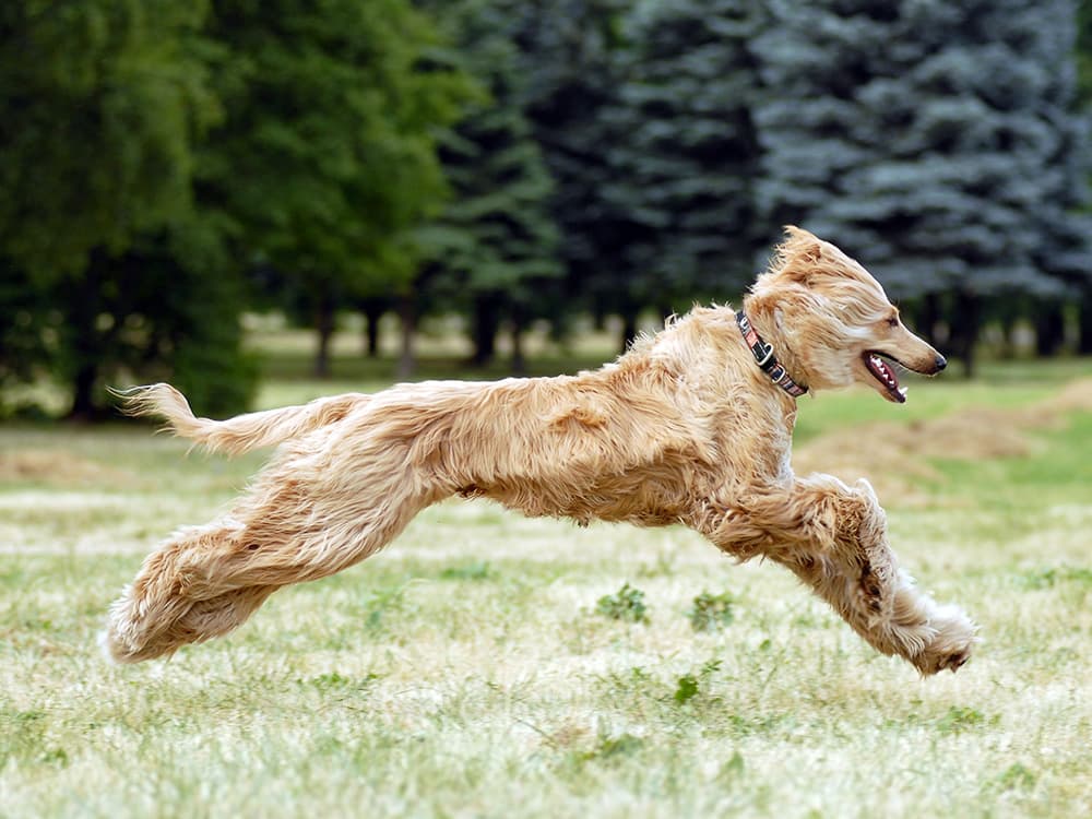 Afghan Hound running