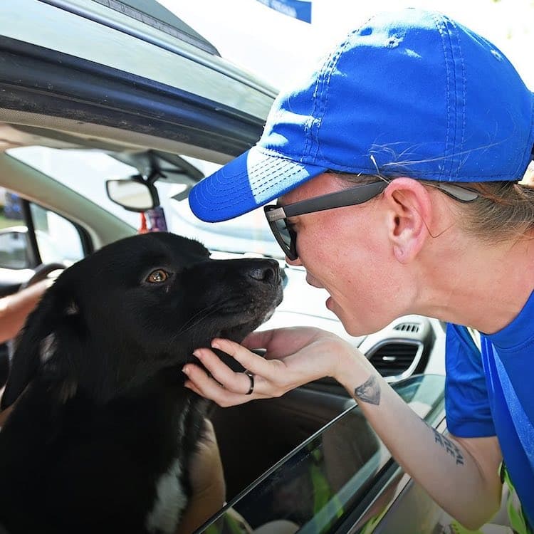 How to Help the Dogs and Cats Affected by Hurricane Helene