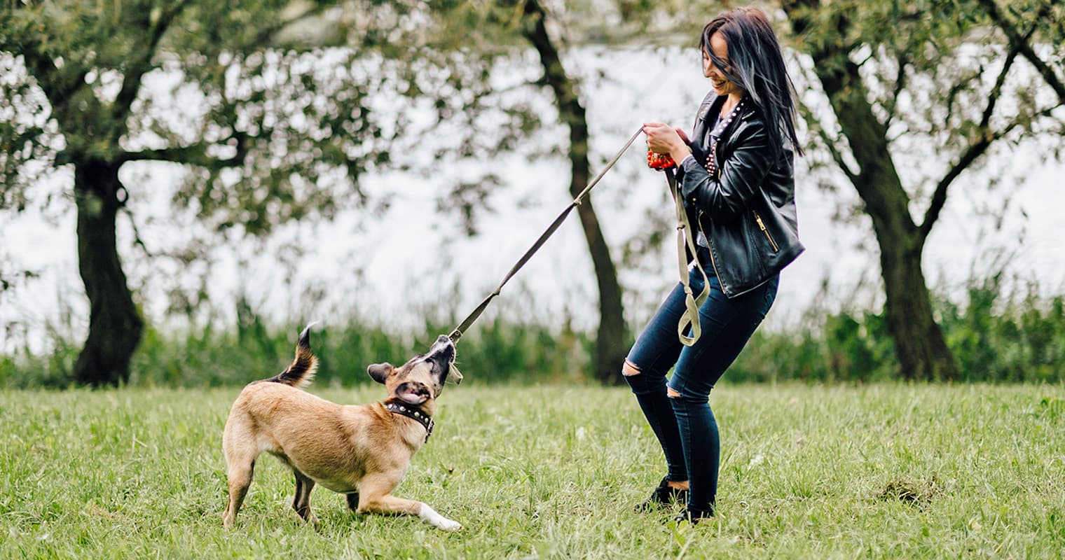 Does Your Dog Have Too Much Energy?