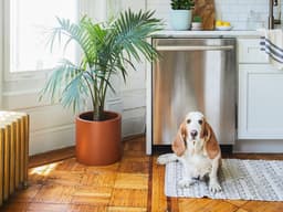 Garden Variety: Plants Safe for Our Pups