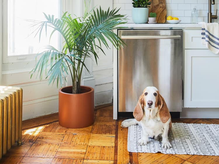 Garden Variety: Plants Safe for Our Pups