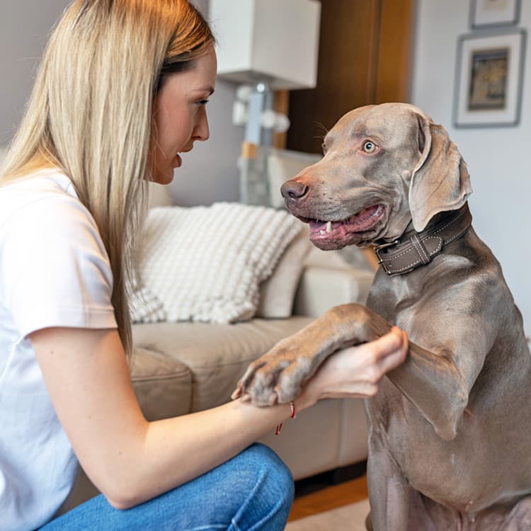 Why Do Dogs Put Their Paw on You?