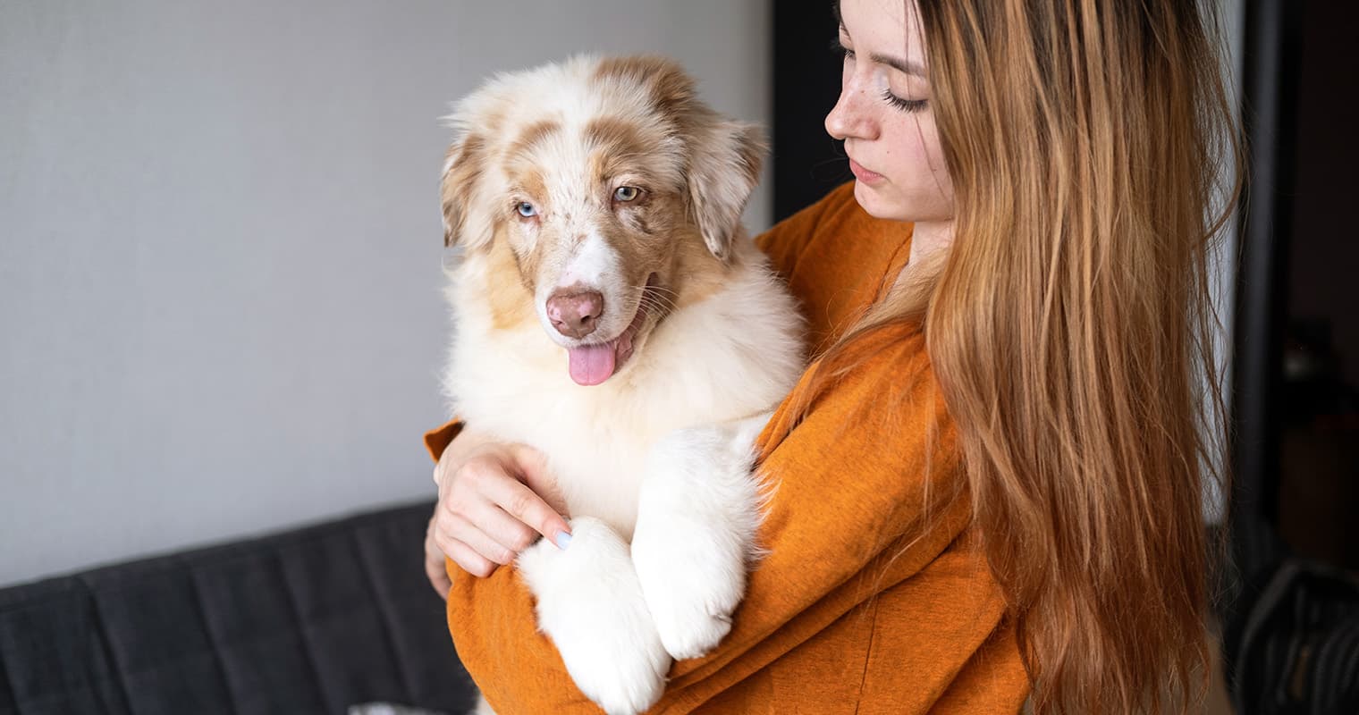 Do You Have to Pay to Rehome an Australian Shepherd?
