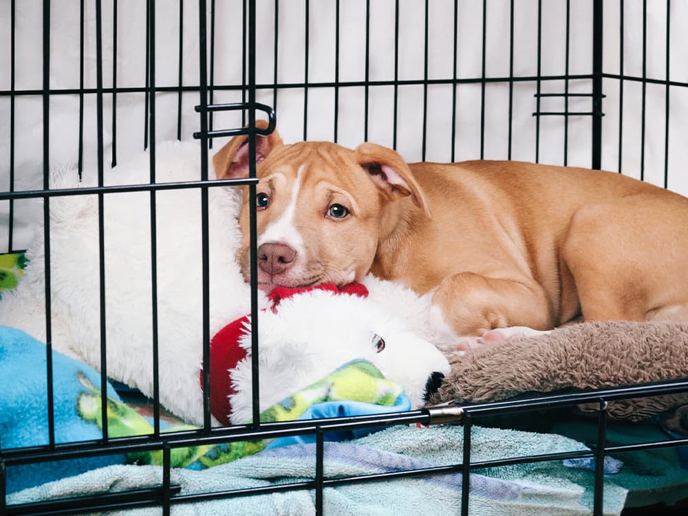 Puppy dog inside crate with open door.