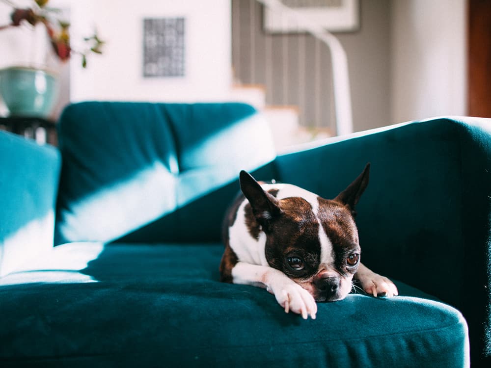 SOS: Why Does My Dog Pee When I Pet Them?