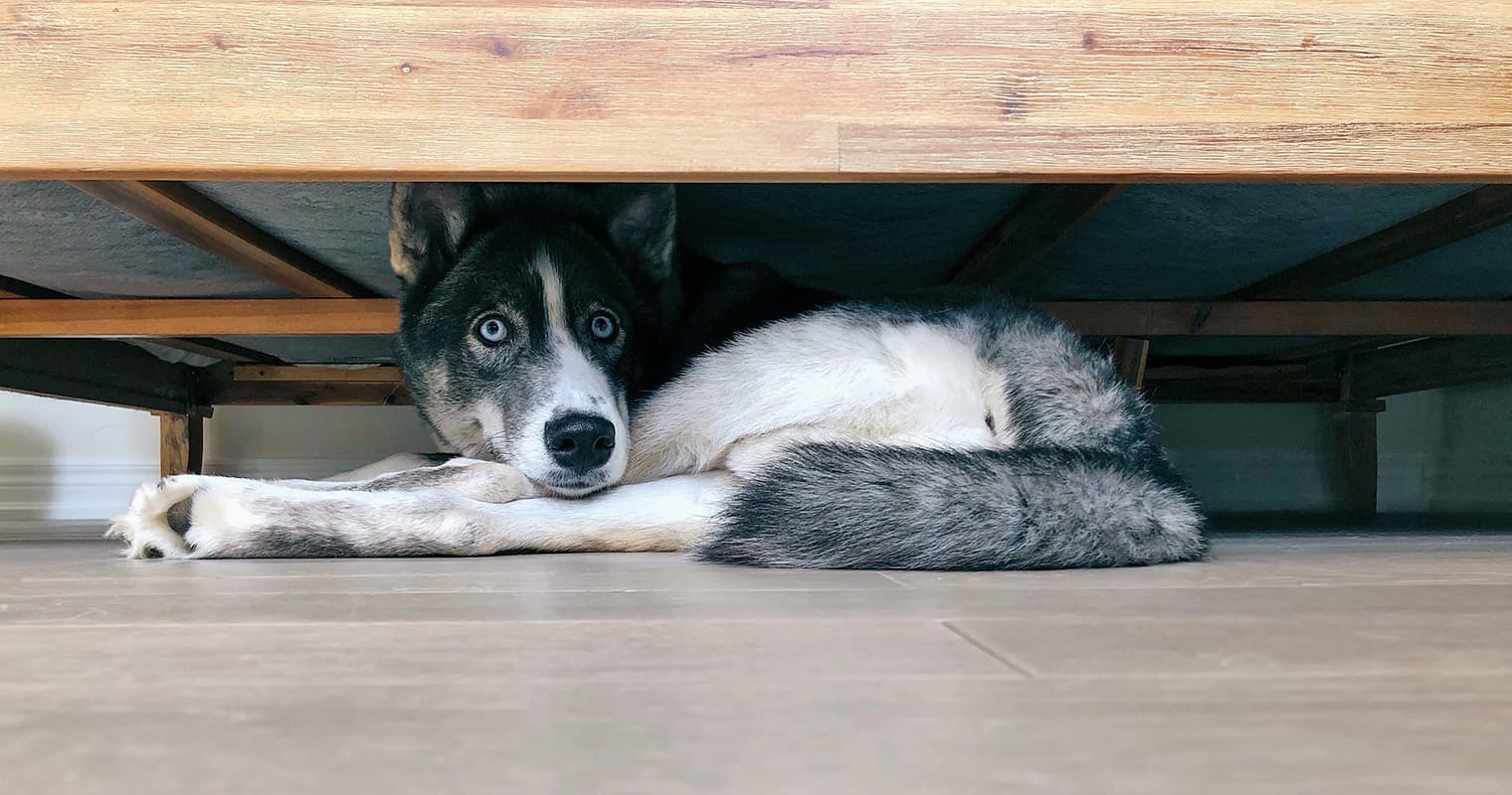 How Long Does It Take A Dog To Get Used To A New Home?