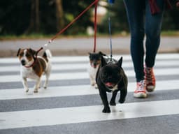 How to Prepare Your Dog For Daycare and Dog Walkers