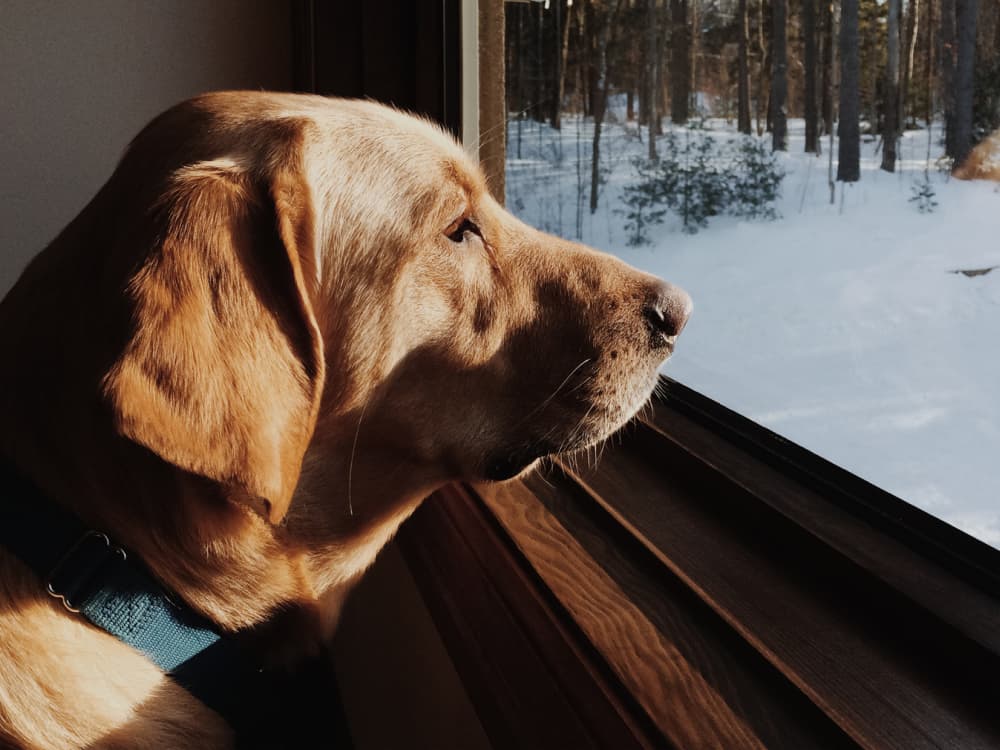 Winter Is Here—Can Your Dog Suffer Seasonal Depression?