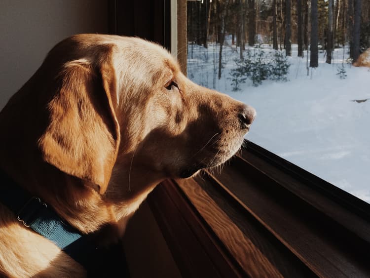 Winter Is Here—Can Your Dog Suffer Seasonal Depression?