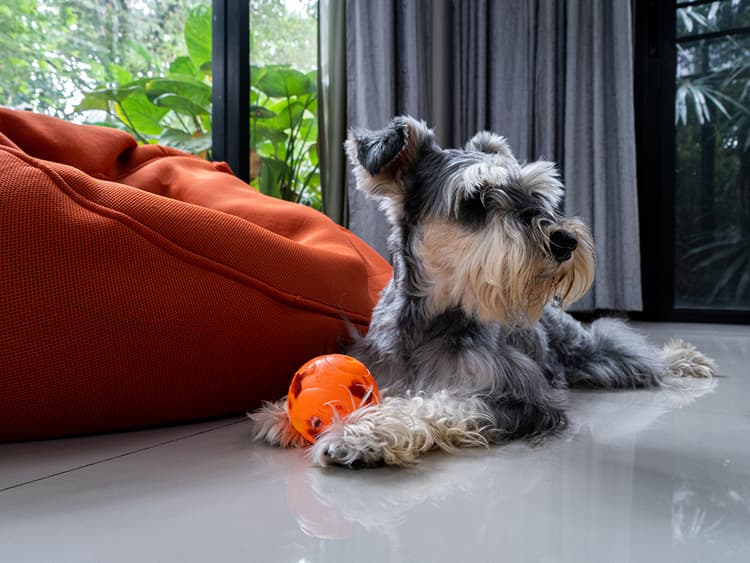 9 Fun and Educational Toys for Dogs